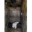 11.81" Rain Showerhead-53673591