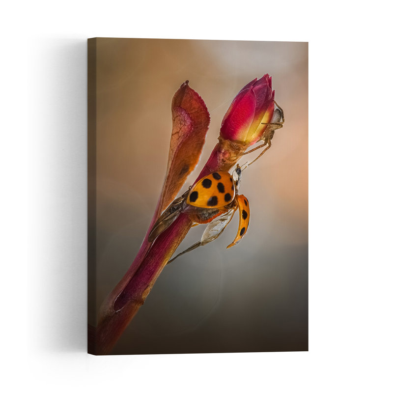Ladybug Wings On Bud Delicate Ladybug Spider Flower Nature Wall Art Print 1 Piece Wrapped Canvas Wall Art