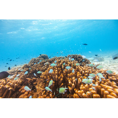 Tropical Fish by Philip Thurston