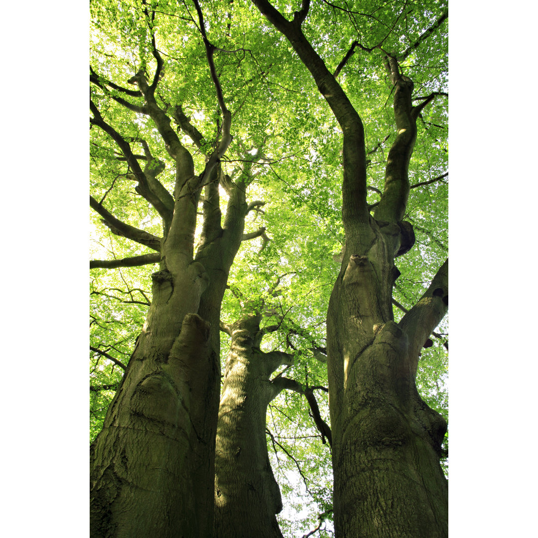 Mighty Beech Trees von AVTG - Druck auf Leinwand ohne Rahmen