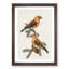 Red Crossbill Birds by Von Wright - Picture Frame Painting Print-55598024-55598022