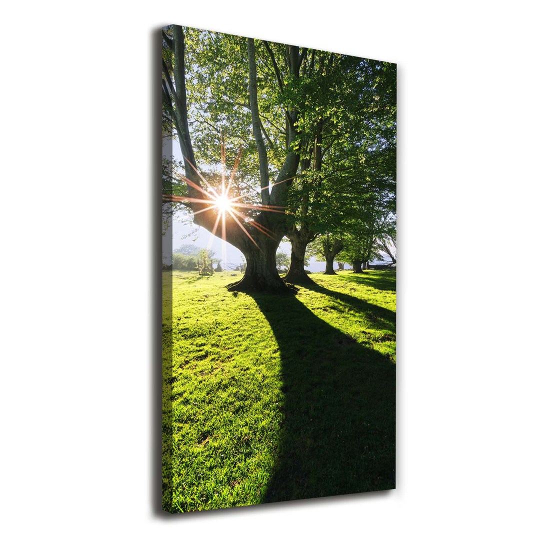 Park - Kunstdrucke auf Leinwand - Wrapped Canvas