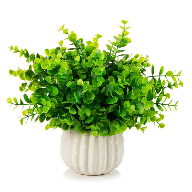 Herbe d'eucalyptus en pot 10 po, Vert