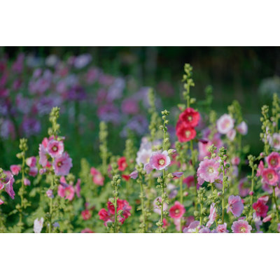 " Beautiful Hollyhocks " by Sorajack