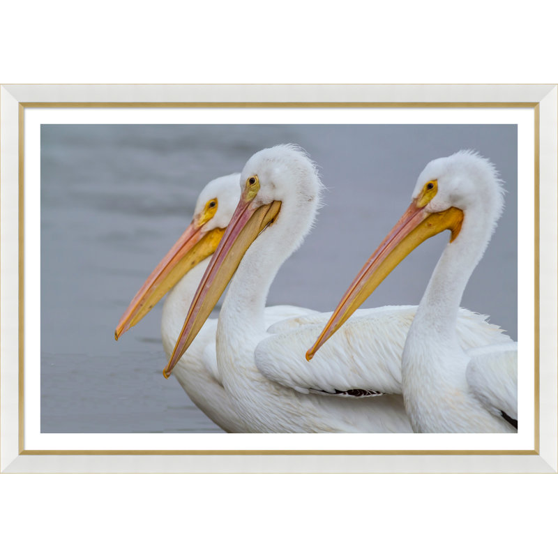 «Coastal Birds», reproduction de photo encadrée