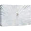 «Animals Vibrant Bright White Peacock Bird» sur toile-93629444-93629447