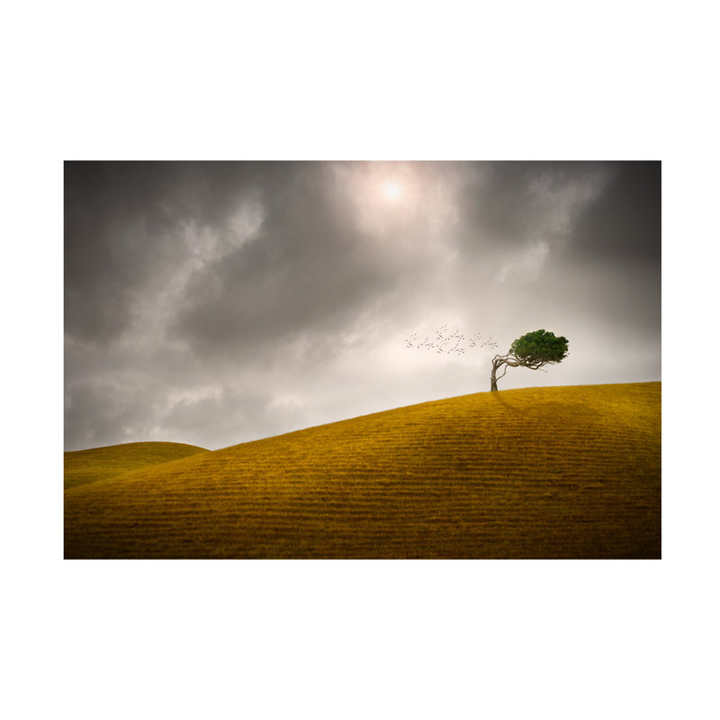 Peter Elgar One Tree Hill Canvas Art, 16" H x 24" W
