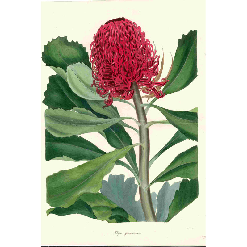 Illustration scientifique fleur rouge, H 12 po x l 8 po
