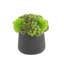 Rizal Faux Succulent in Fiberstone Pot-1299653791