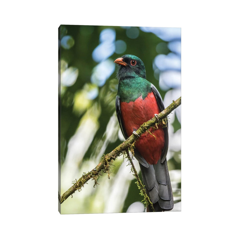 Costa Rica, La Selva Biological Station. Slaty-Tailed Trogon on Limb. 1 Piece Wrapped Canvas Wall Art