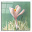  «Soft Crocus» par Danhui Nai, art mural en verre acrylique, 12 po x 12 po-1726794280