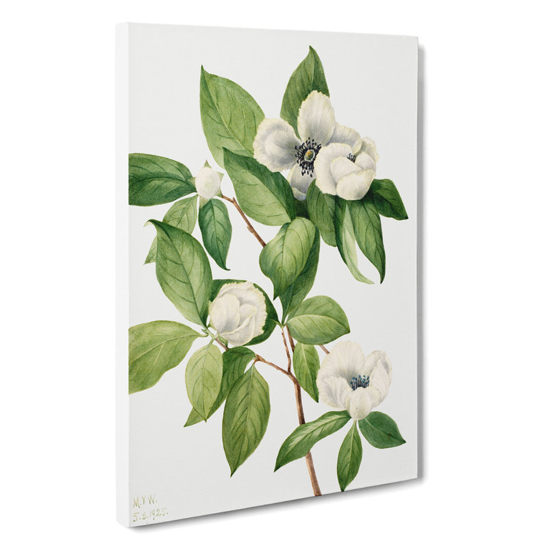 Virginia Stewartia by Mary Vaux Walcott - Wrapped Canvas Painting, 60cm H x 40cm W x 3cm D