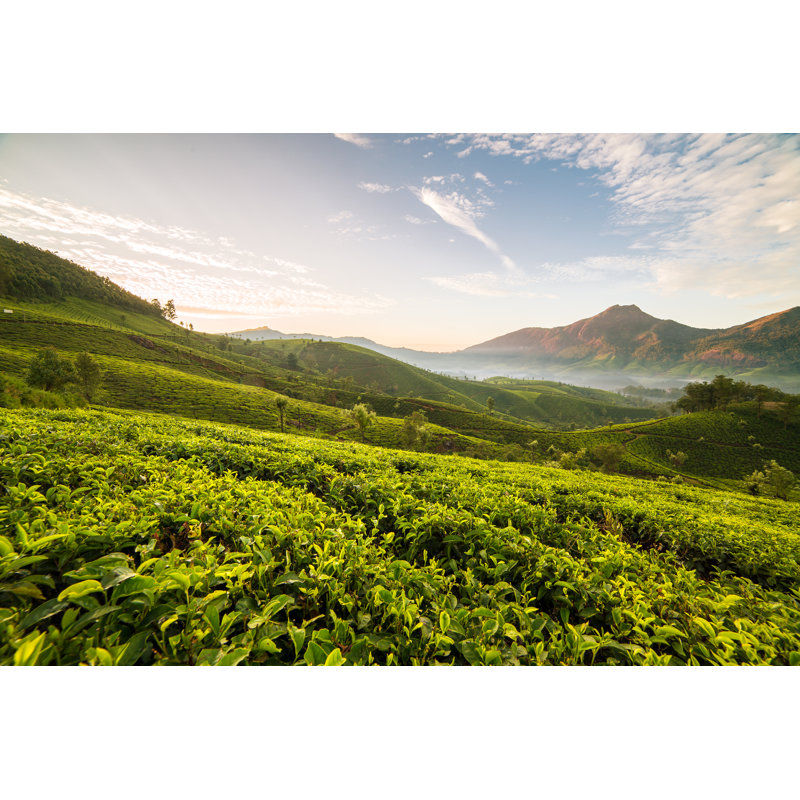 Sunrise Over Tea Plantations In Munnar, Kerala, India - Wrapped Canvas Print, 61cm H x 91cm W