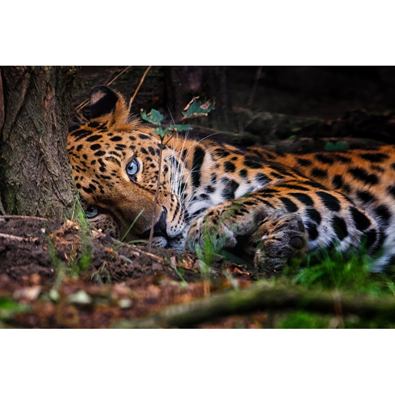 " Eastern Panthera Pardus " by Rebius