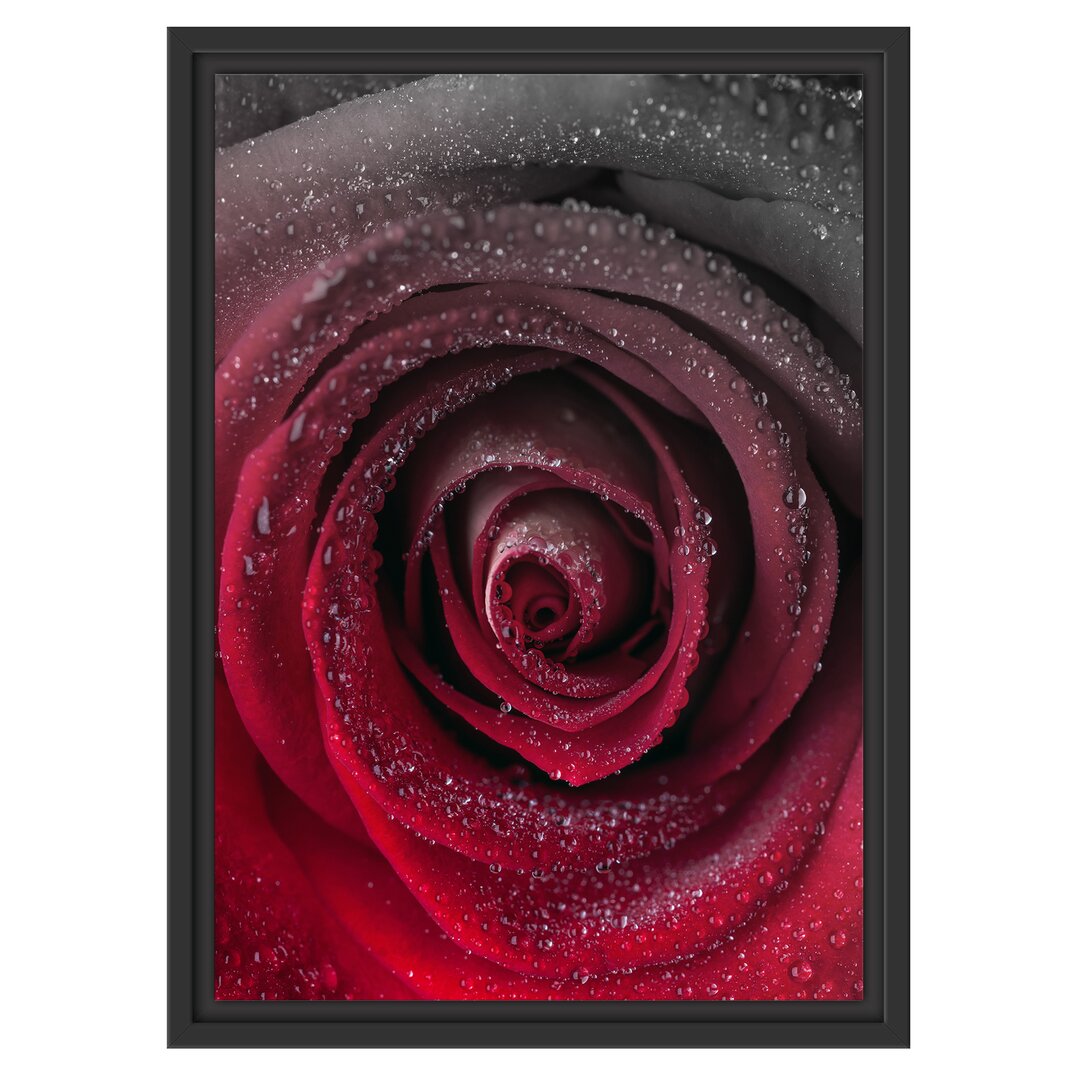 Gerahmtes Wandbild Rote zarte Rosenblüte