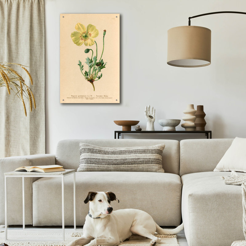 Art mural en verre acrylique épique «Papaver pyrenaicum» par Art Licensing Studio, 24 po x 36 po, H 36 po x l 24 po