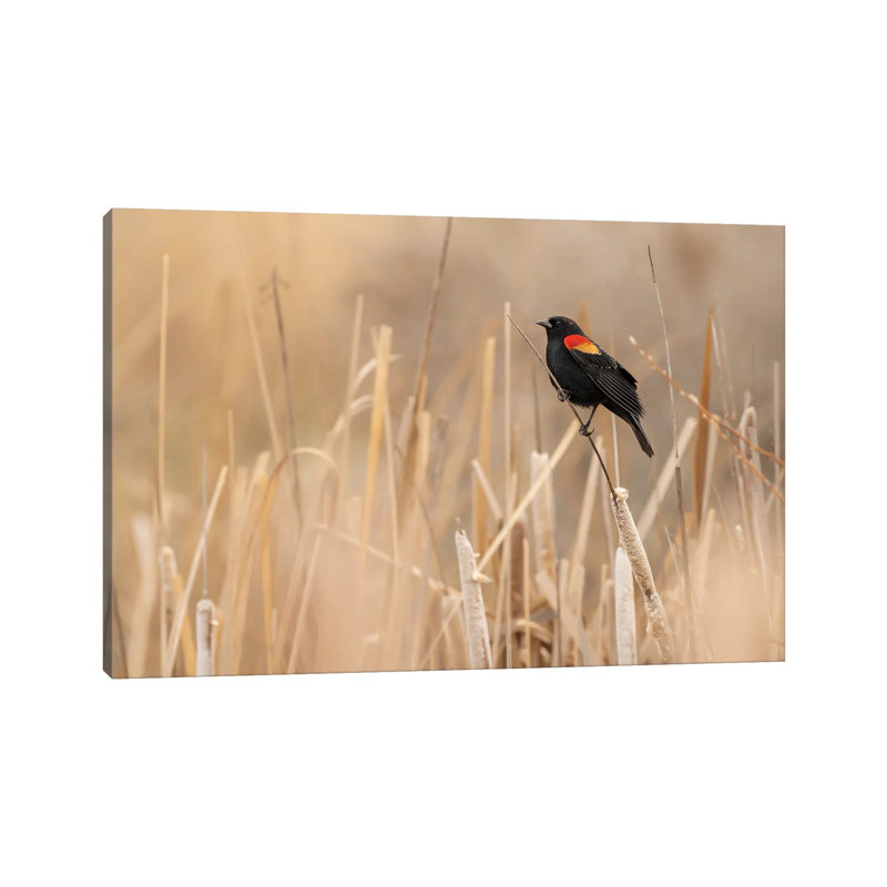Extreme Photography by Louis Ruth - Wrapped Canvas Print, 101.6 cm H x 66.04 cm W x 3.175 cm D