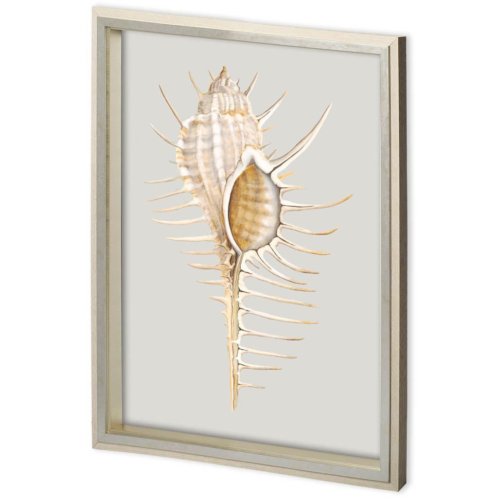 Rosecliff Heights Custom Spiny Murex Framed On Paper Print | Wayfair