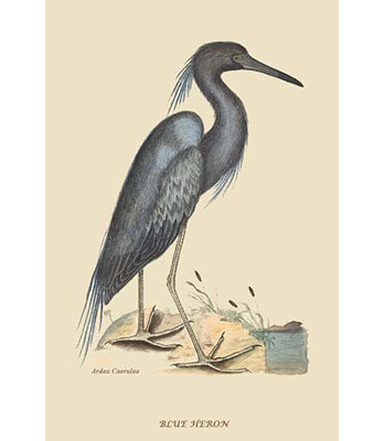 Reproduction d’art graphique, "blue heron" par catesby