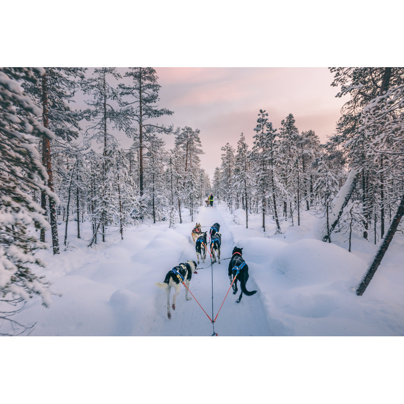 Husky Dog Sledding In Lapland, Finland by Serts - No Frame Art Prints on Canvas, 20cm H x 30cm W