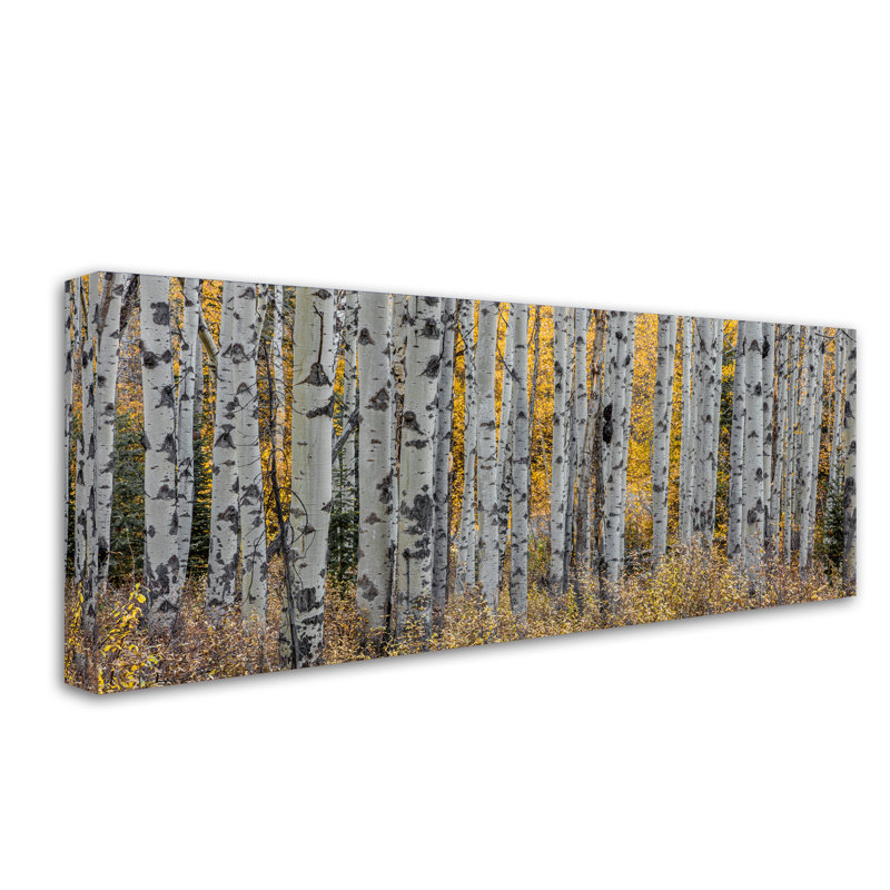 « aspen trees », reproduction de photo sur toile tendue, H 20 po x l 47 po x P 2 po