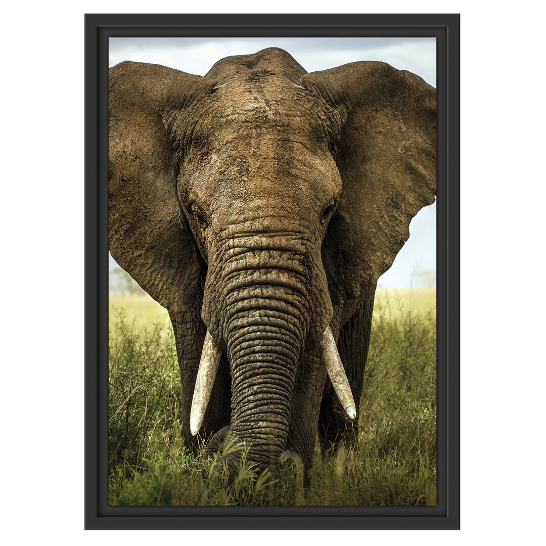 Gerahmtes Wandbild Imposanter Elefant