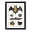 Various Bats XIII by Oliver Goldsmith - Picture Frame Painting Print-55605111-55605112