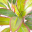 90cm Faux Plant in Pot Liner