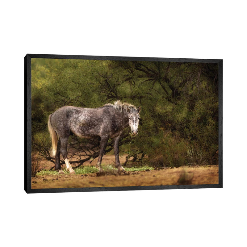 Dapple Grey Arizona Wild Horse 1 Piece Wall Art on Canvas, 66.04 cm H x 45.72 cm W, Black Framed