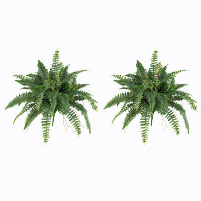 Ensemble de 2 plantes fougères Boston