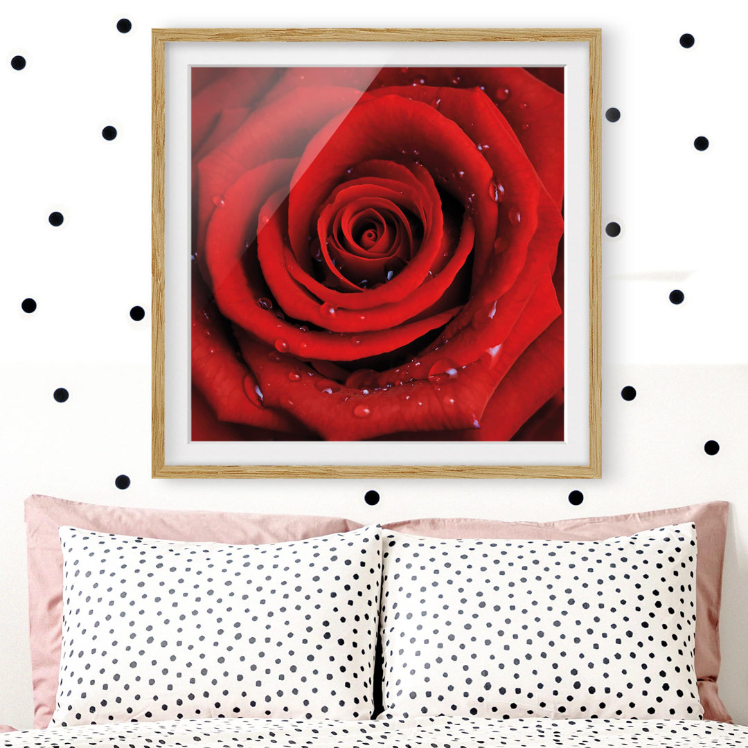 Gerahmtes Papierbild Rote Rose mit Wassertropfen