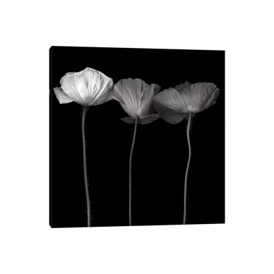 Poppy VI, B&W by Magda Indigo - Wrapped Canvas Print