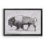 «Wild Bison Study II», impression sur toile encadrée-542752435-542752434
