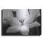 "Tulipes translucides IV" par Debra Van Swearingen-1737251100
