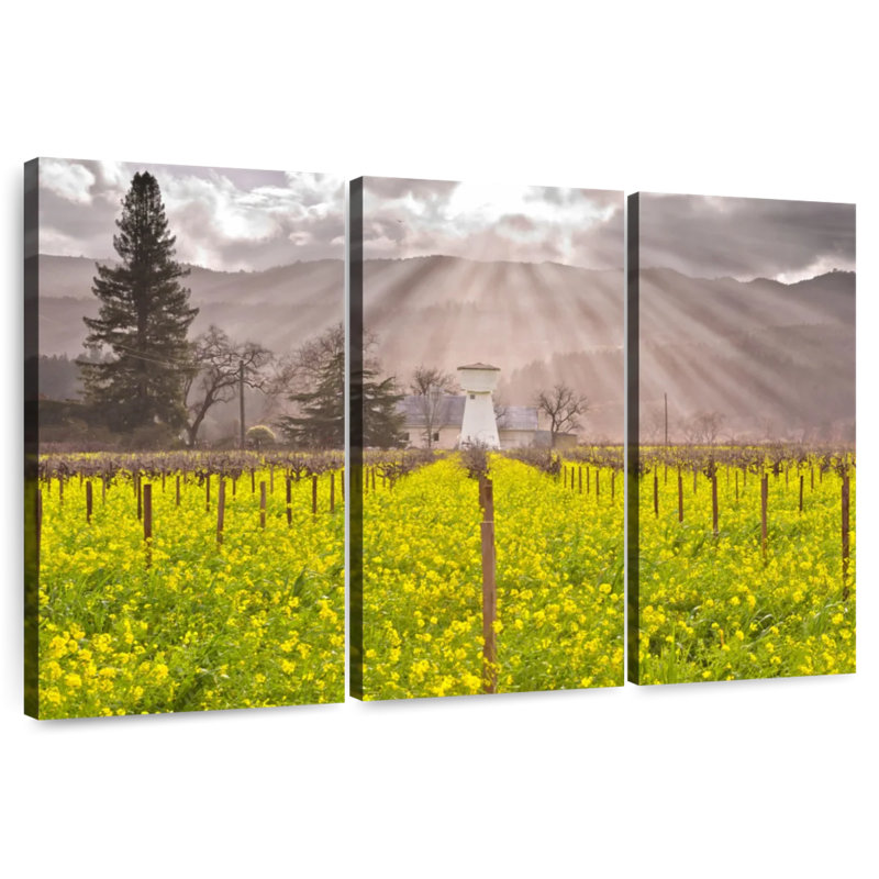 Alvord Napa Valley Vineyard, H 20 po x l 33 po