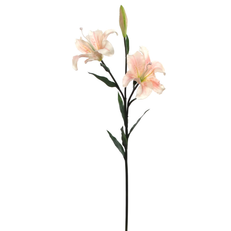 Tige de lys, Rose / blanc
