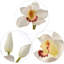 Tige en cymbidium de 30 po de hauteur avec 10 fleurs-680988162-680927704