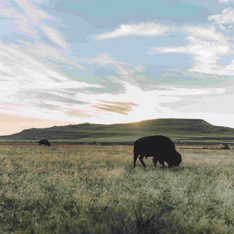 «Where the Buffalo Go» - impression, H 12 po x l 12 po, Non, Toile tendue