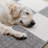 Wum Collection Gray/White Checkered Area Rug-1100763586-1128788661