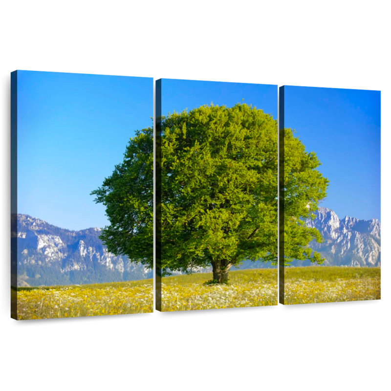 Hêtre Harnek Spring, H 24 po x l 38 po