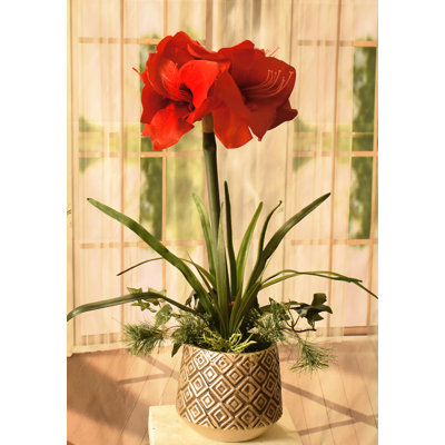 Amaryllis Arrangement in Pot