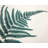 Fern Polyester Chandrine Set of 6 | Home Decor Essentials