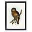 Rufous Owl by Elizabeth Gould - Picture Frame Graphic Art Print-55610538-55610537
