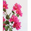 Fuchsia Bougainvillea Branch 44"