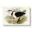 Pied Egrets by Elizabeth Gould - Wrapped Canvas-55325173