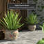 Medallion Urn-347584818-347584822