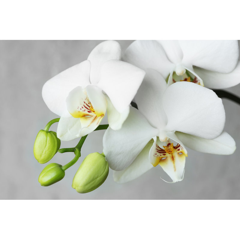 White Orchidea - Wrapped Canvas Print, 20cm H x 30cm W