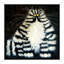 « bert » par kim haskins-impression d’art graphique-49774668-49774663