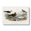 Gulls And Tern Birds by Oliver Goldsmith - Wrapped Canvas Painting-55360641
