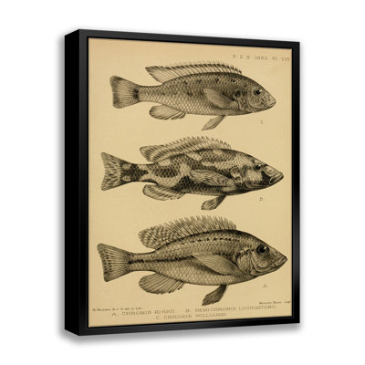 «Divers poissons», reproduction encadrée sur toile